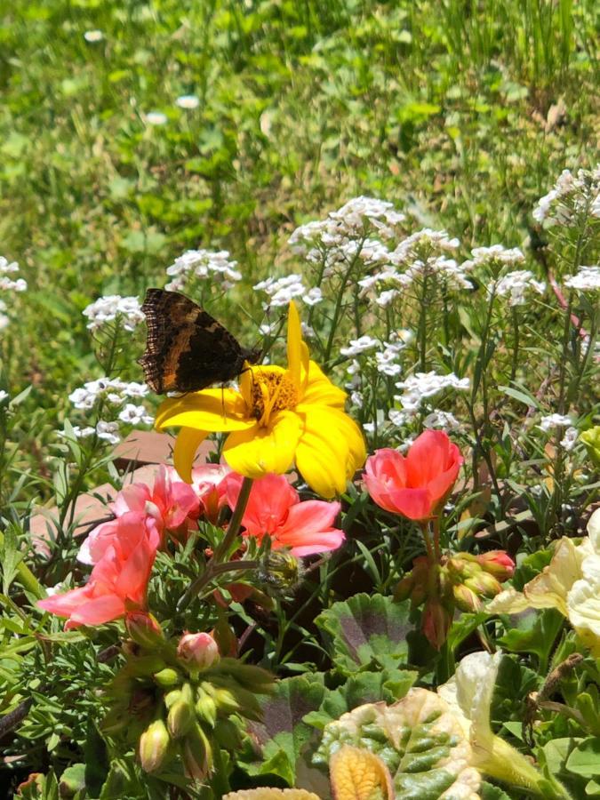 Horska Chata Primula - 1000 M Nad Morom Zuberec Dış mekan fotoğraf